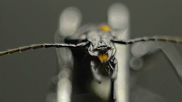 Front closeup of bug chomping its jaws