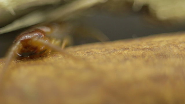 Macro shot of centipede head under a twig