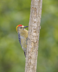 Hoffmanns Woodpecker