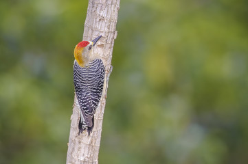 Hoffmanns Woodpecker