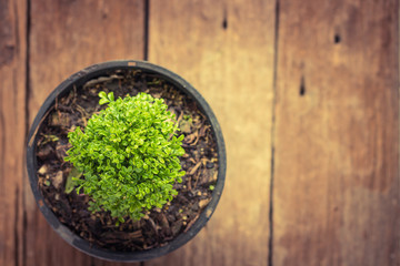 Top view of Murraya paniculata