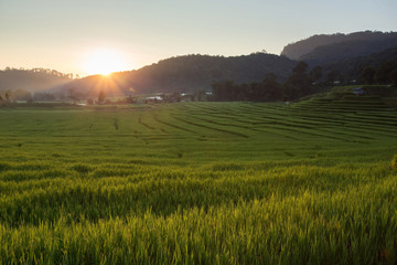 green paddy rice fields of agriculture plantation