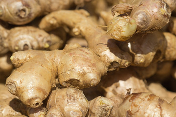 rhizome de gingembre