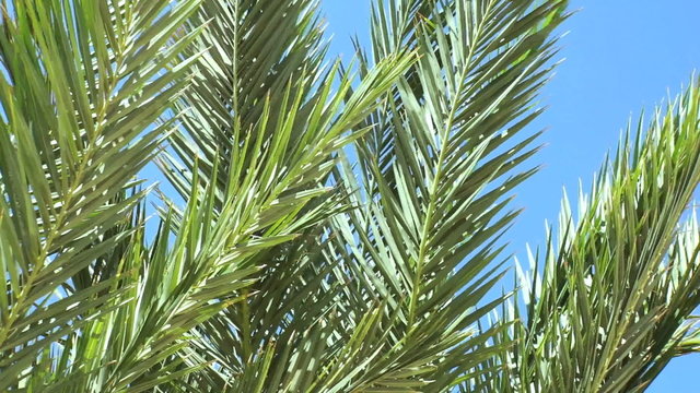 palm tree in blue sky