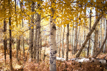 aspen trunks autumn colorado