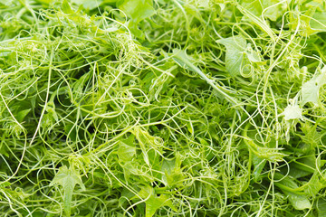 brèves chouchou, chayotte, légume vert