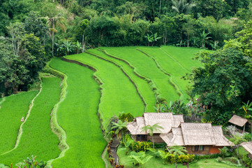 Fototapeta na wymiar terrace rice fields