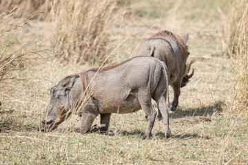 Central African warthog