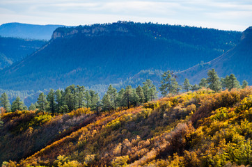 Hill side, autumn in colorado 