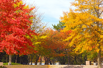 Trees in fall foliage at Franklin Roosevelt Memorial