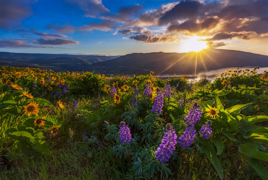 Beautiful widflower in sunrise, Columbia river gorge, Oregon