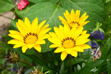 여름철의 야생화와 들판