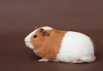 Fototapeta premium guinea-pig on the brown background