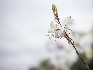 Gaura flower with neutral copy-space
