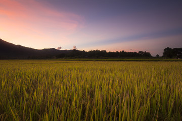 Rice fields at sunset in Lampang, Thailand