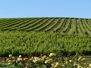 A wine vineyard in Clare valley in South Australia