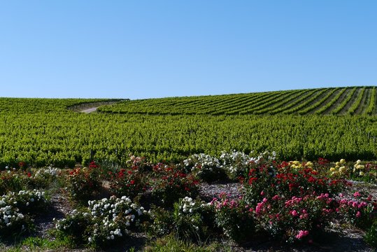 A Wine Vineyard In Spring In The Clare Valley In South Australia