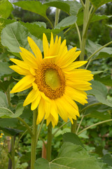 여름철의 야생화와 들판