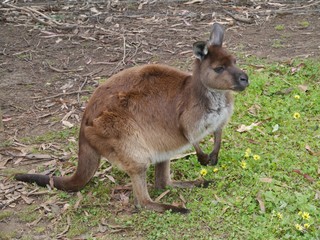 Naklejka na ściany i meble A kangaroo on Kangaroo island in Australia
