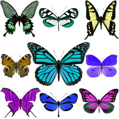 Obraz na płótnie Canvas colorful butterfly