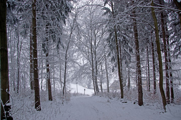 Winterwald