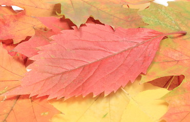 Heap of autumnal maple leaves