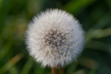 Dandelion