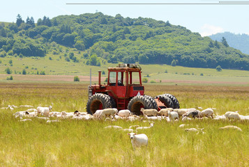 Naklejka premium Sheep Tractor