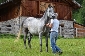 cavallo