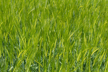 Fototapeta premium grassland