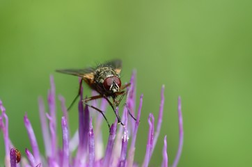 mosca su fiore