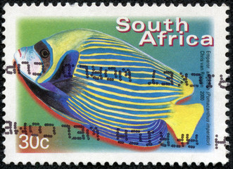 stamp printed in RSA shows emperor angelfish