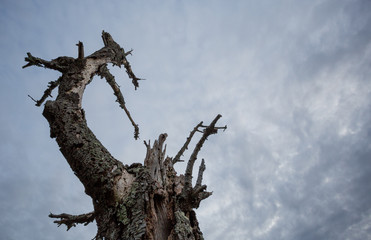 dead tree in cloudy sky