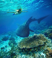 Young woman snorkeling with whale shark. - 73191969