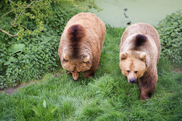 Obraz premium Brown bear
