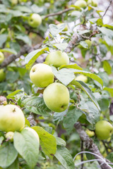 Fresh apple crop outdoors