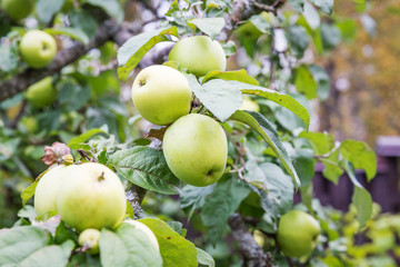 Fresh apple crop outdoors