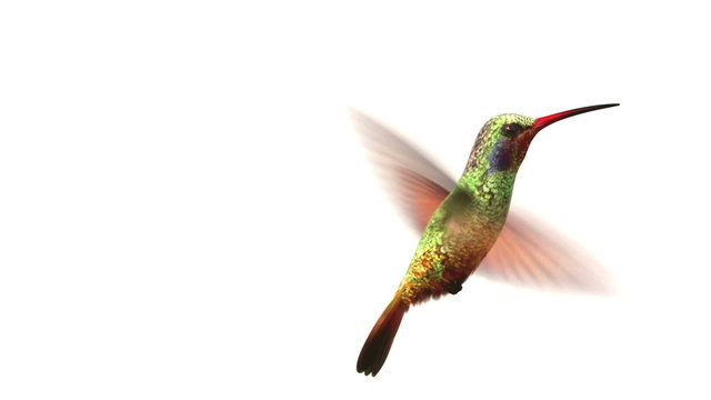 Humming bird on white, 3d animation.  set your flower
