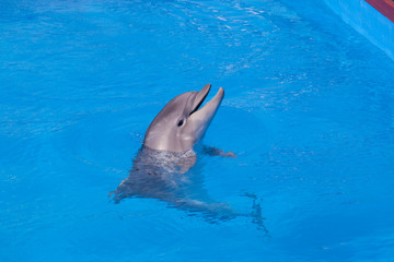 Dolphin of an afalin in blue water
