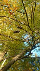 Obraz premium Wanderschuhe im grünen baum