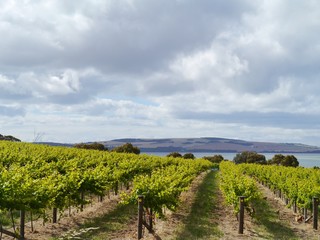 Fototapeta na wymiar wine vineyard on Kangaroo island in Australia