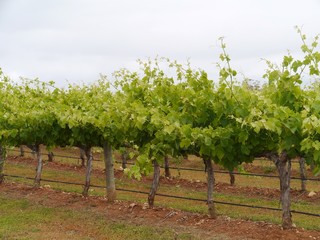 Naklejka premium wine vineyard on Kangaroo island in Australia