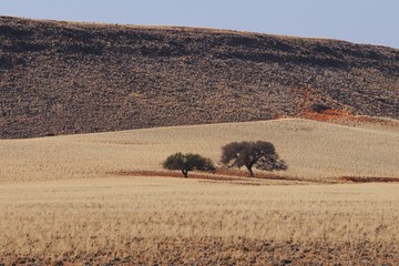 Obraz premium Kameldornbaum (Vachellia erioloba)