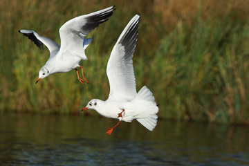 Black-headed Gull, Chroicocephalus ridibundus