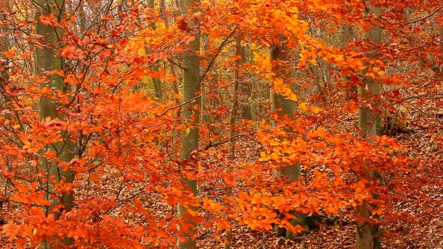 red forest in autumn