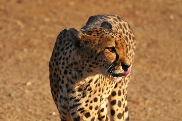 Gepard ( Acinonyx jubatus)