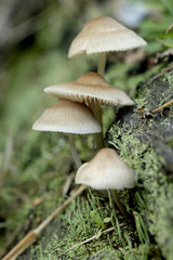 Mushrooms growing on a log