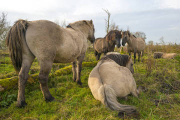 Herd of konik horses in nature at fall © Naj
