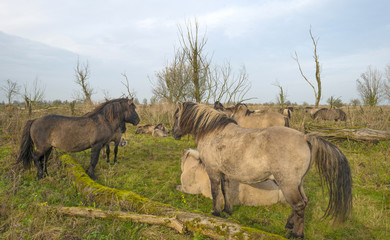 Fototapeta premium Herd of konik horses in nature at fall