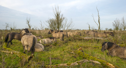 Herd of konik horses in nature at fall © Naj